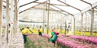 Antioquia superó los 65 millones de dólares en exportación de flores para el Día de la Madre
