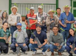 Sonsón impulsa el campo con siembra de limón Tahití para mercados de exportación