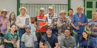 Sonsón impulsa el campo con siembra de limón Tahití para mercados de exportación
