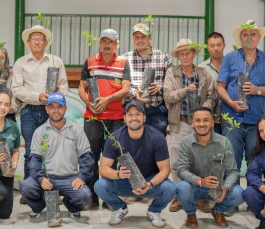 Sonsón impulsa el campo con siembra de limón Tahití para mercados de exportación