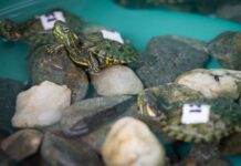 Incautan 20 tortugas hicotea en Santo Domingo; dos murieron por deshidratación