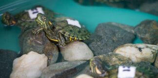 Incautan 20 tortugas hicotea en Santo Domingo; dos murieron por deshidratación