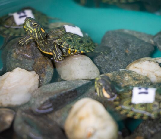 Incautan 20 tortugas hicotea en Santo Domingo; dos murieron por deshidratación