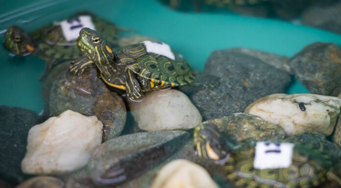 Incautan 20 tortugas hicotea en Santo Domingo; dos murieron por deshidratación