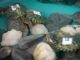 Incautan 20 tortugas hicotea en Santo Domingo; dos murieron por deshidratación