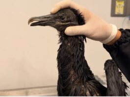 Indignante: gallinazo fue atacado con aceite caliente y lucha por recuperarse en el Valle de Aburrá