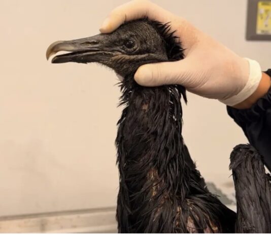 Indignante: gallinazo fue atacado con aceite caliente y lucha por recuperarse en el Valle de Aburrá